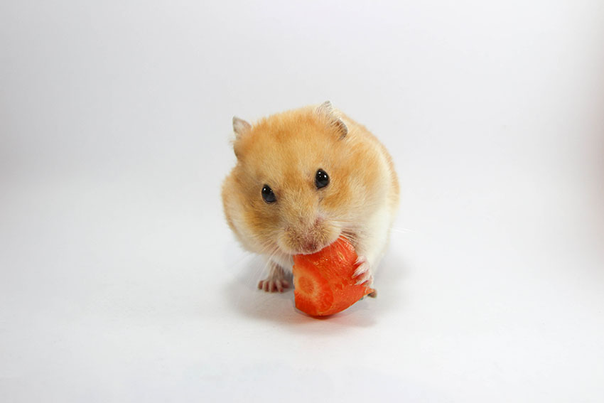 En hamsters kost bör framför allt bestå av bra torrfoder
