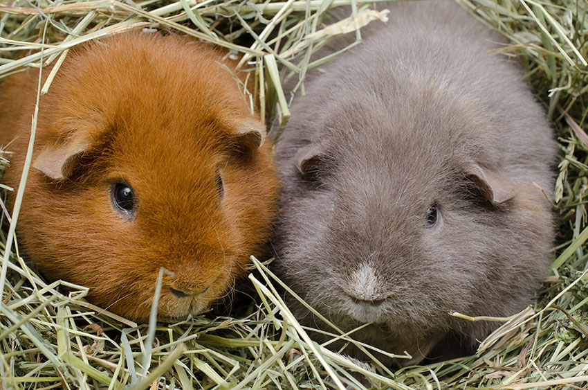 hay is important for guinea pigs