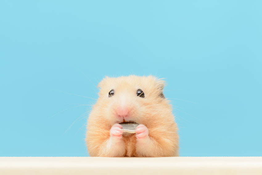 Hur ofta du behöver rengöra din hamsterbur beror på flera olika saker, men vanligtvis brukar en gång i veckan räcka