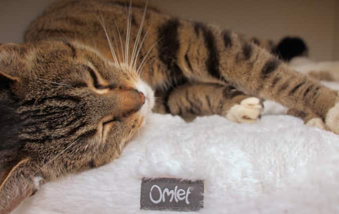 Katt som vilar på Maya Dunut sängen som ger komplett avslappning.