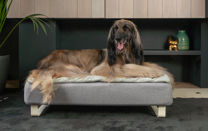 gammal greyhound ligger på hundsängen Topology i memory foam