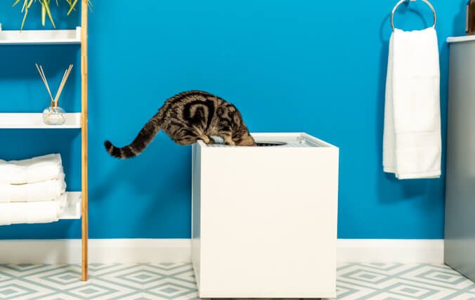 En tabbymönstrad katt tittar in i en bit kattlåda” data-image-id=