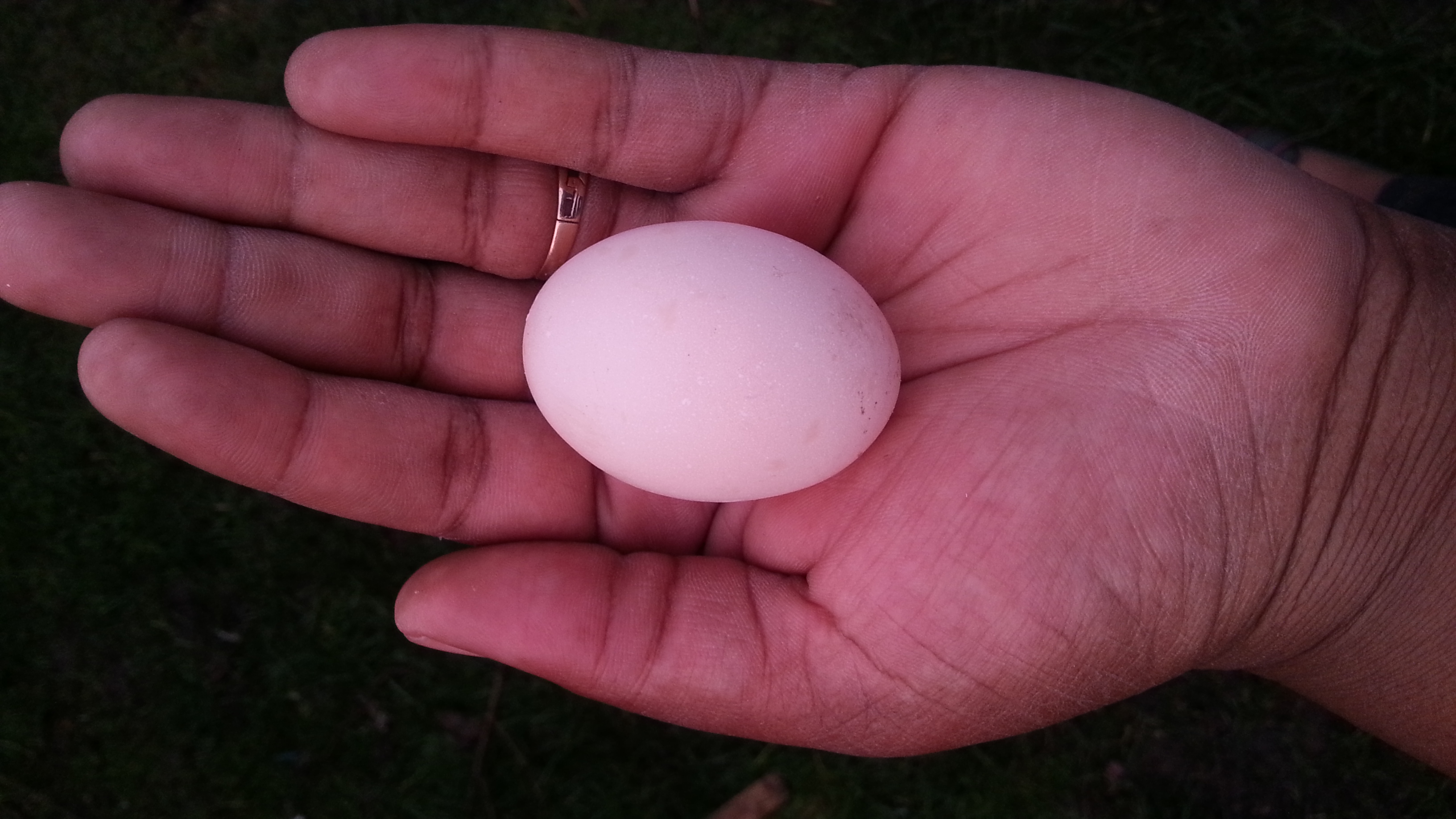 Nikkesha Heath håller ett av sina dvärgkochins vackra rosa ägg