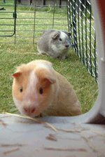 pig looking in