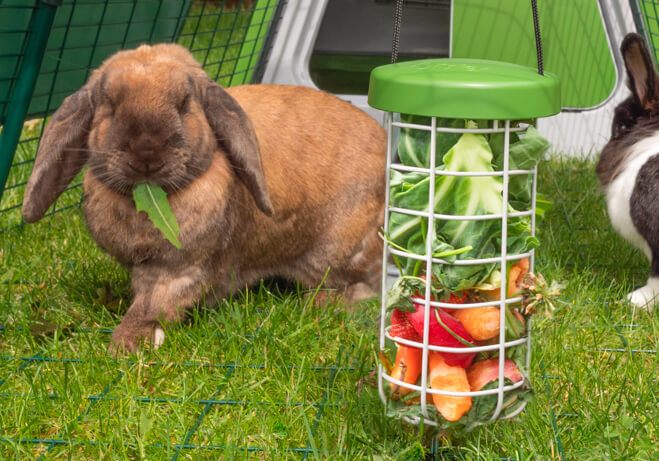 En ljusbrun kanin äter frukt och grönsaker från en Caddi godsakshållare hängande från en Eglu Go-kaningård