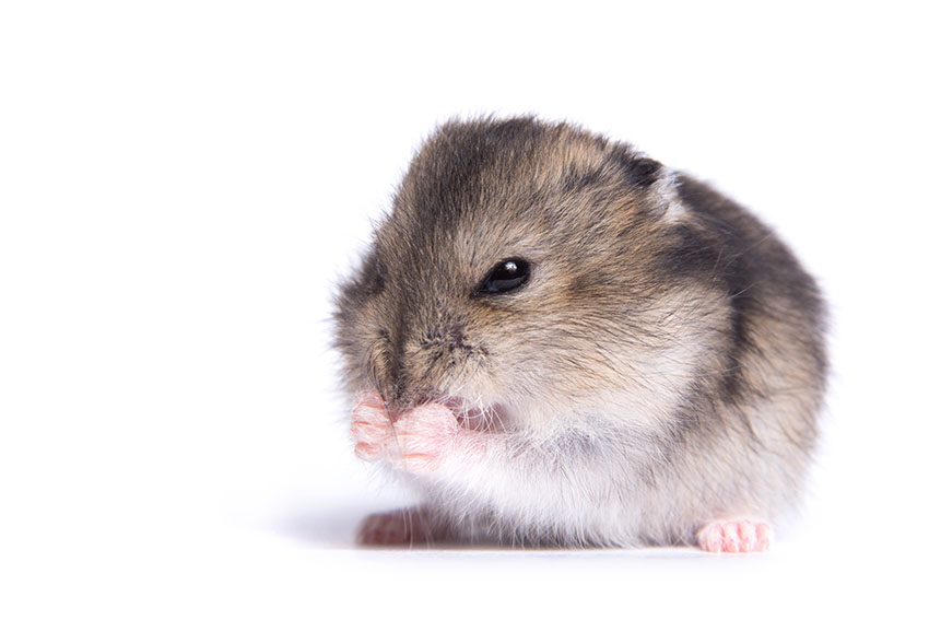Håll koll på din hamsters andning, verkar hen ha svårt att andas? Är andningen väsande?