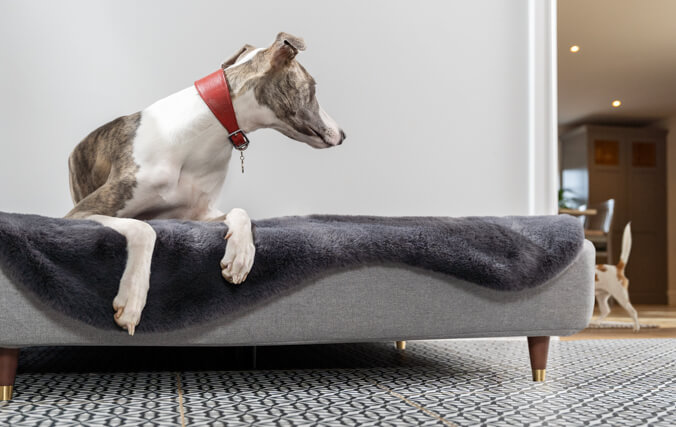 Greyhound ligger på den lyxiga hundsängen Topology med memory foam och tittar på en annan hund