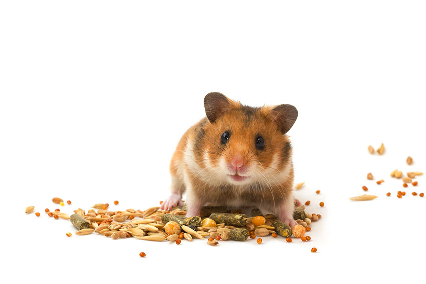 Om din automat är obegränsad kan din hamster lockas att förvara maten någonstans där den lätt blir dålig