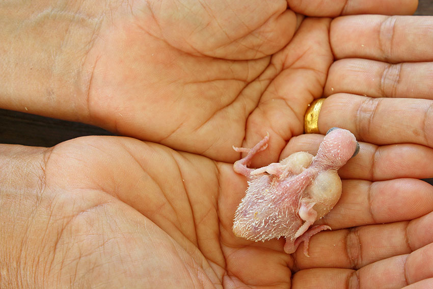 two_day_old_budgie_chick