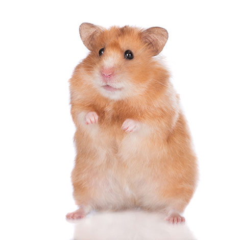 En hamster med ostadig gång kan ha drabbats av problem med öronen