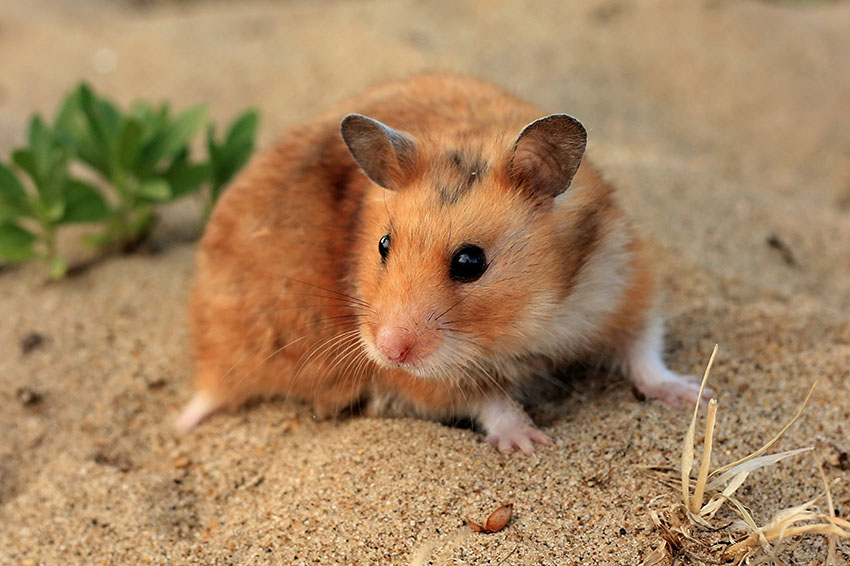 Ibland kan en hamsters sätt att gå visa tecken på problem