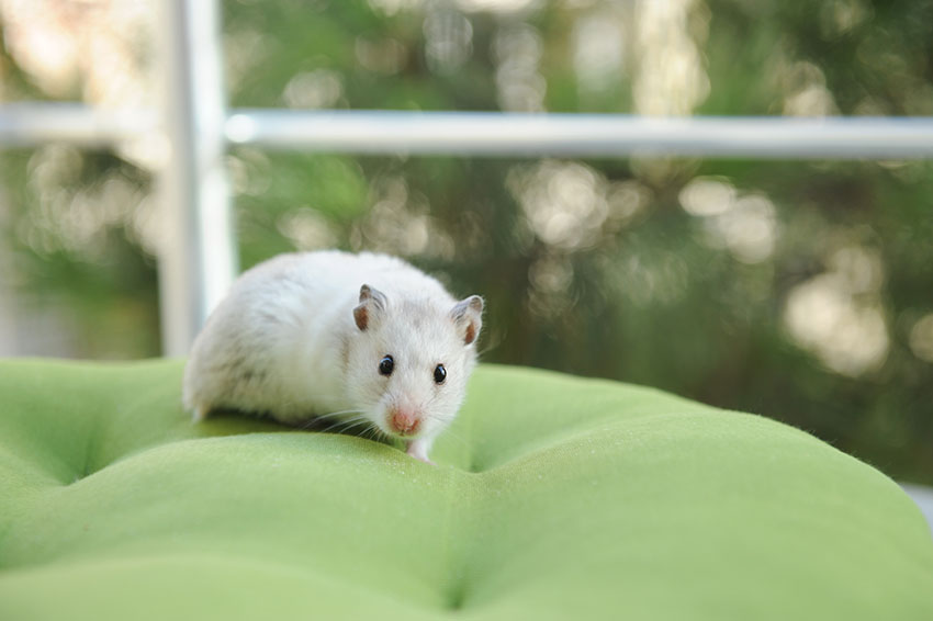 Få inte panik, det finns flera olika metoder du kan använda för att hitta din hamster