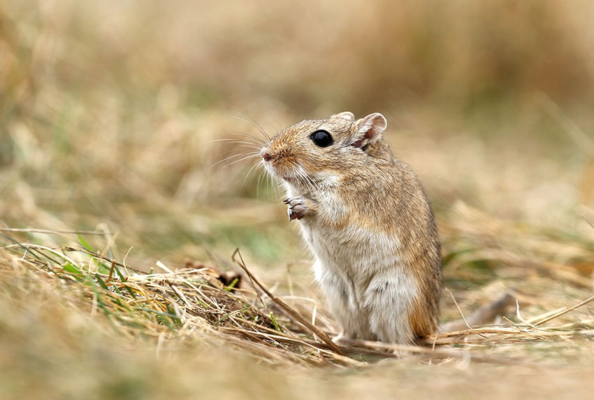 en gerbil i det vilda 