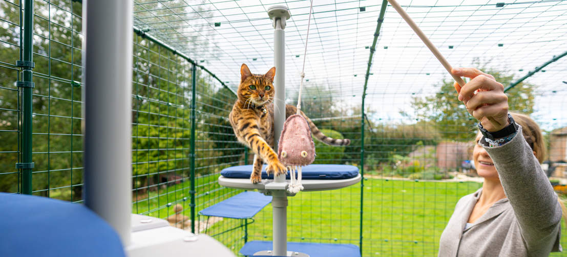 Katt som leker med Maya kattleksak på Freestyle kattträd utomhus i Omlet catio utomhus i trädgården